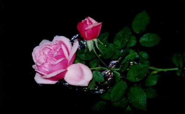 roses-small.jpg